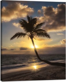 Vászonkép Natura Palma a nyugat között 40x50