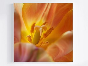 Vászonkép Canvas Virág Sárga Tulipán Természet Makró Fotó 40x40