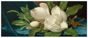 Kép - Martin Johnson Heade, Giant Magnolias on a Blue Velvet Cloth, reprodukciók (120x50 cm)