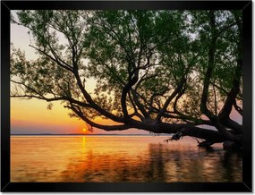 Poszterek keretben 40x30 Fa Levelek Tó