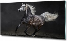 Fotó-üvegkép Szürke arab ló 100x70