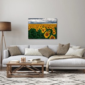 Napraforgó mező képe (70x50 cm)