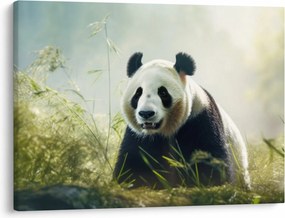 Kép - Panda (70x50 cm)