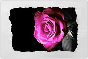 Poszter 90x60 Rózsa lila