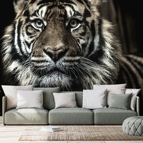 Fototapeta tigris