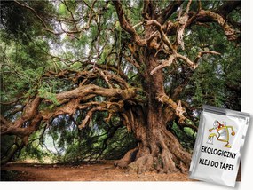 Fotótapéta Flizelina Természet Erdő Fa Ágak 400x280 ragasztó