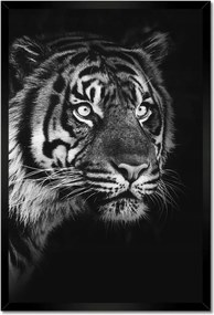 Poszterek keretben 40x60 Szumátrai tigris