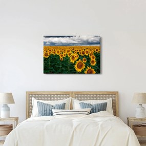 Napraforgó mező képe (90x60 cm)