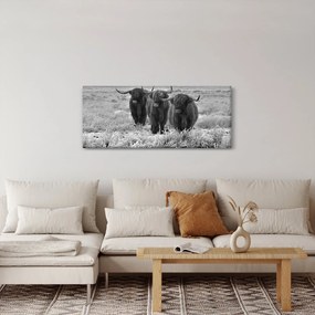 Kép - Skót tehenek (120x50 cm)