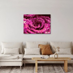Rózsaszín rózsa virágzata képe (70x50 cm)