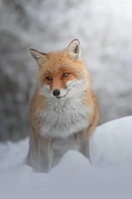 Fotográfia Portrait of red fox standing on snow covered land, marco vancini / 500px, (26.7 x 40 cm)