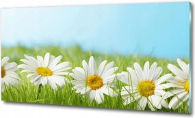 Vászonkép akril üvegen Margaréták 100x50