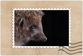 Poszter 60x40 Sündisznó fekete alapon