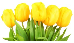 Akrilkép Sárga tulipánok oah-50296445