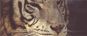 Tigris képe (120x50 cm)