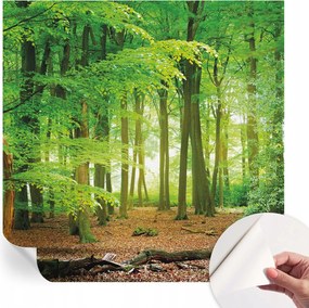 Öntapadós Dekoratív Fotótapéta Hálószobába Zöld erdő 250x250 cm