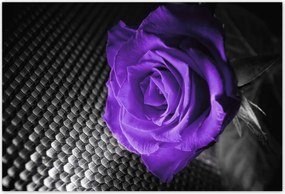 Poszterek 155x105 Lila rózsa
