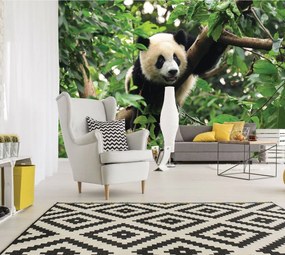 Fotótapéta - Panda a fán (152,5x104 cm)