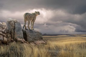 Fotográfia Cheetah View, Marcel Egger