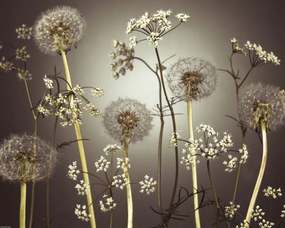 Poszter 50x40cm Réti virágok 4, Assaf Frank