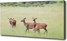 Vászonkép Szarvasok a fiatalokkal 100x70 cm