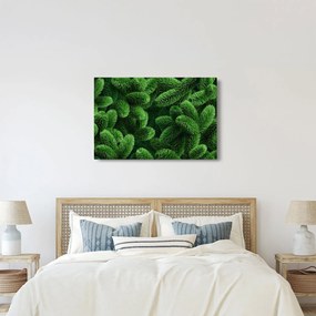 Kép - Tűlevelű gallyak (90x60 cm)