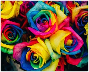 Poszterek 50x40 Színes rózsák Virágok