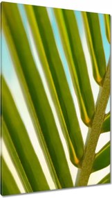 Vászonkép 80x120 Pálmalevél Levél