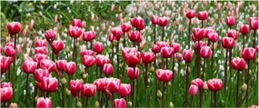 Tulipán képe (120x50 cm)