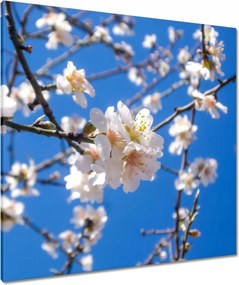 Vászonkép 80x80 Almafa virág