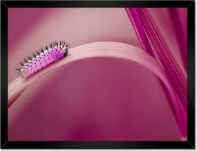 Poszterek keretben 40x30 Rózsaszín hernyó