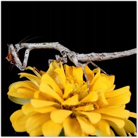 Poszterek 100x100 Sáska popa spurca