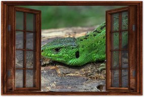 Poszter 60x40 Zöld gyík