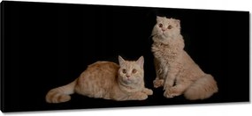 Vászonkép 100x40 Vörös brit macskák