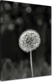 Vászonkép 60x80 Pitypang Virág Makro