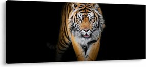 Kép - Tigris (120x50 cm)