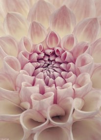 Poszter 20,5x28,4cm Dália virág, Assaf Frank