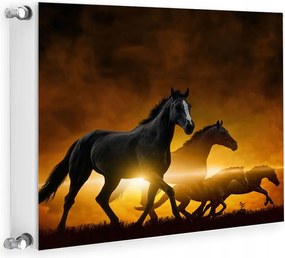 Mágneses Radiátorvédő 60x60 Lovak Fotótapéta