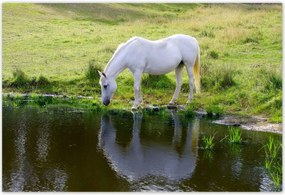 Poszterek 200x135 Fehér ló