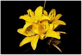 Poszterek 120x80 Sárga liliom csokor
