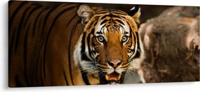 Tigris képe (120x50 cm)