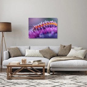 Üveg kép - Caterpillar (70x50 cm)