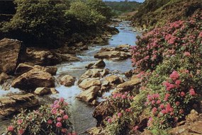 Poszter 26-9G, Hegyi patak, virágok (276x 198 cm)