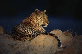 Fotográfia African leopard (Panthera pardus) laying on rock, Daryl Balfour