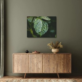 Kép - cseppek a levelen (70x50 cm)