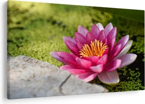 Kép - Tavirózsa (90x60 cm)