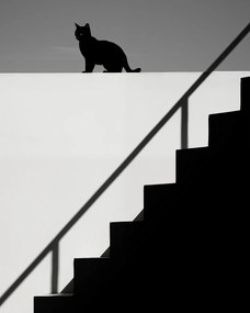 Poszter 40x50cm Sziluett és szimmetria