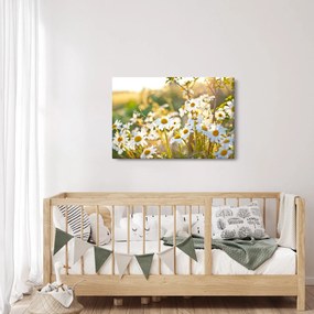 Kép - Százszorszépek (90x60 cm)