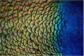 Kép - Pávatollak (90x60 cm)