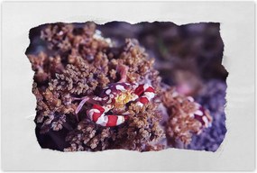 Poszterek 90x60 Kék tengeri világ